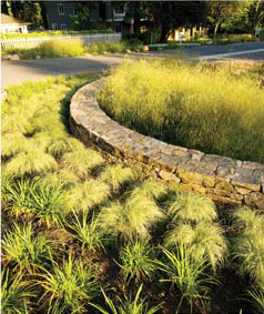 Example of a landscaped raingarden to absorb stormwater and create habitat.