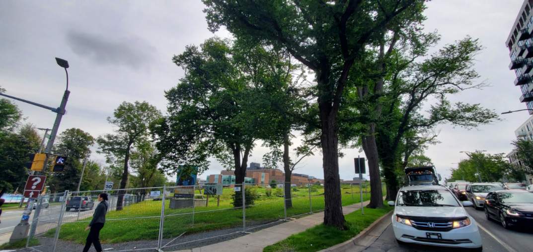 Premier & Mayor CUT down 20 Robie St & Bell Road Trees!