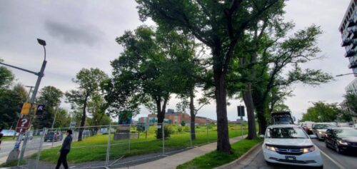 Trees at Willow Tree intersection - soon to be cut down