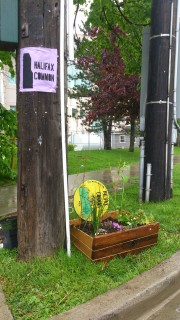 50 perimeter flags and 4 corner gardens where to mark when we enter or leave the Halifax Common. This SW corner is at Robie & South Streets.