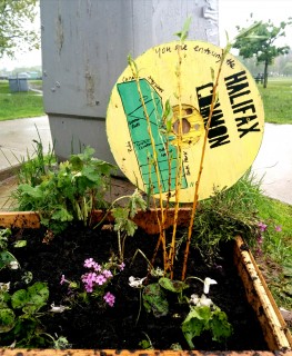 Look for common corner gardens at South & Robie; South & South Park; Cunard & Robie; & Cunard & North Park.