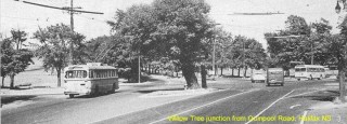 Vintage Halifax Willow Tree
